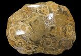 Polished Fossil Coral (Actinocyathus) - Morocco #100583-1